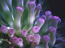 Cayman Anemone