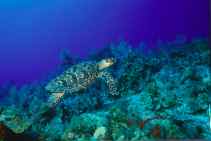 Cayman Hawksbill Turtle